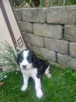 Cookie , a female English Springer Spaniel for sale in Quarryville, PA – 2 of 5