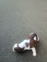 Cooper , a male English Springer Spaniel for sale in Quarryville, PA – 7 of 8