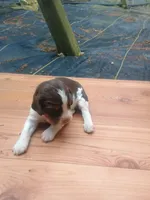 Buddy , a male English Springer Spaniel for sale in Quarryville, PA – 2 of 2