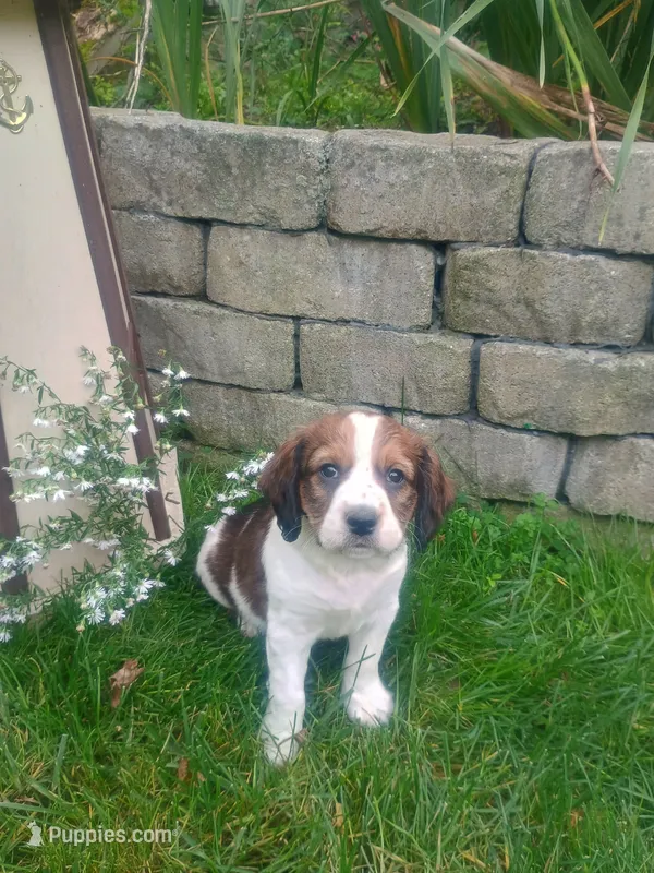 Scooter  – English Springer Spaniel puppy for sale in Quarryville, PA