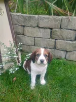 Scooter , a male English Springer Spaniel for sale in Quarryville, PA – 1 of 4