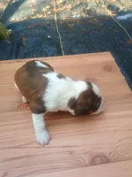 Cooper , a male English Springer Spaniel for sale in Quarryville, PA – 3 of 3