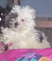 Love but you can change it , a female Shih Tzu for sale in Clinton Township, MI – Photo 2 of 2