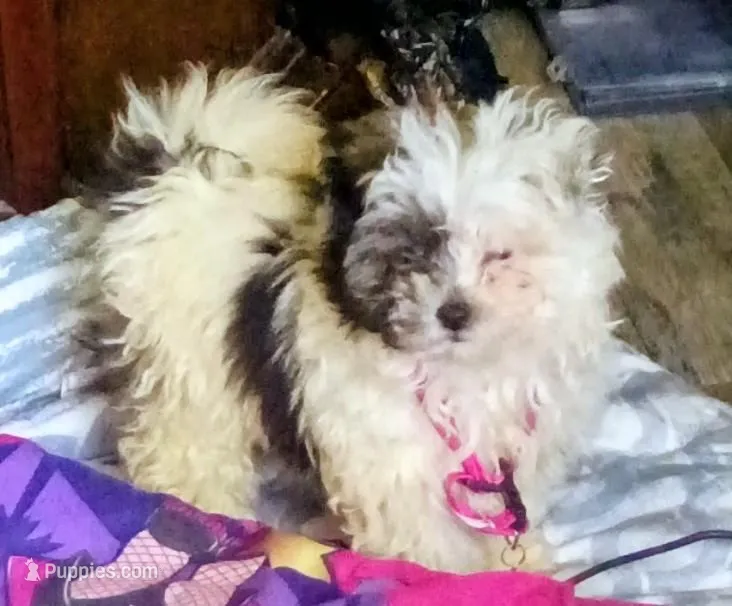 Love but you can change it  – Shih Tzu puppy for sale in Clinton Township, MI