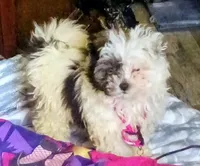 Love but you can change it , a female Shih Tzu for sale in Clinton Township, MI – Photo 1 of 2