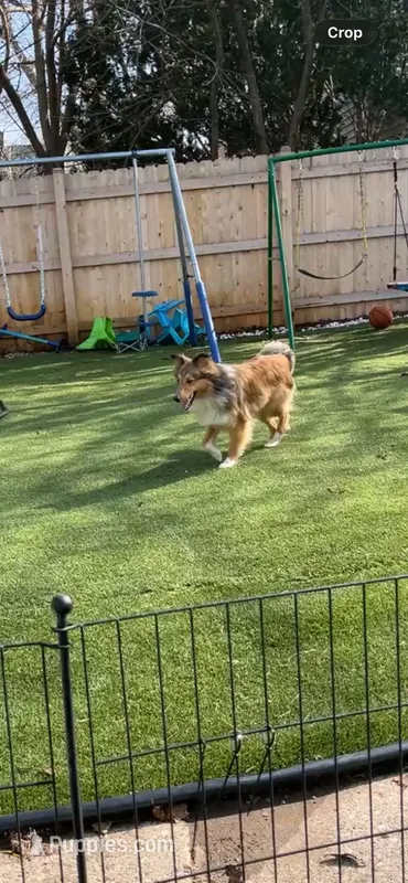 Bear – Shetland Sheepdog puppy for sale in Milwaukee, WI
