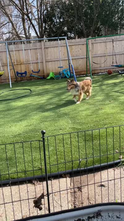 Bear, a male Shetland Sheepdog for sale in Milwaukee, WI – 2 of 2