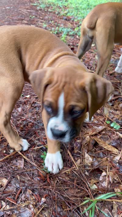 Goose, a male Boxer for sale in Canton, GA – 10 of 10