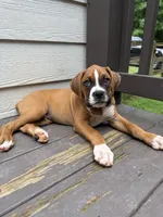 Goose, a male Boxer for sale in Canton, GA – 6 of 10