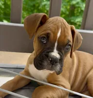 Maverick, a male Boxer for sale in Canton, GA – 1 of 9