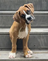 Goose, a male Boxer for sale in Canton, GA – 2 of 10