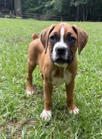 Goose, a male Boxer for sale in Canton, GA – 9 of 10