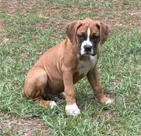 Goose, a male Boxer for sale in Canton, GA – 7 of 10