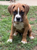 Goose, a male Boxer for sale in Canton, GA – 5 of 10