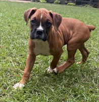 Maverick, a male Boxer for sale in Canton, GA – 5 of 9
