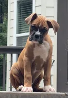 Maverick, a male Boxer for sale in Canton, GA – 6 of 9