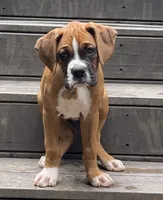 Goose, a male Boxer for sale in Canton, GA – 8 of 10