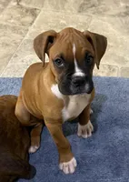 Maverick, a male Boxer for sale in Canton, GA – 4 of 9