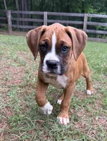 Goose, a male Boxer for sale in Canton, GA – 3 of 10