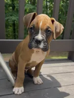 Maverick, a male Boxer for sale in Canton, GA – 9 of 9