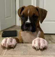 Maverick, a male Boxer for sale in Canton, GA – 3 of 9