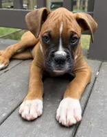 Maverick, a male Boxer for sale in Canton, GA – 2 of 9