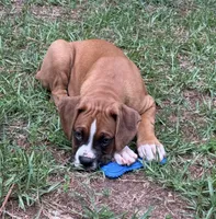 Goose, a male Boxer for sale in Canton, GA – 4 of 10