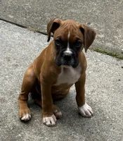 Maverick, a male Boxer for sale in Canton, GA – 8 of 9