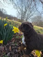 Piggy, a female Toy Australian Shepherd for sale in Pickens, SC – Photo 4 of 4