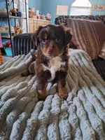 Piggy, a female Toy Australian Shepherd for sale in Pickens, SC – Photo 2 of 4