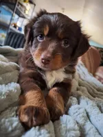 Piggy, a female Toy Australian Shepherd for sale in Pickens, SC – Photo 1 of 4