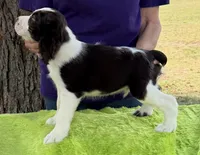 Alex, a male English Springer Spaniel for sale in Connelly Springs, NC – 3 of 5