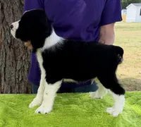 Neo, a male English Springer Spaniel for sale in Connelly Springs, NC – 3 of 5