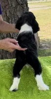 Neo, a male English Springer Spaniel for sale in Connelly Springs, NC – 4 of 5