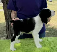 Alex, a male English Springer Spaniel for sale in Connelly Springs, NC – 2 of 5