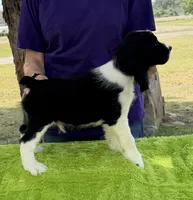 Neo, a male English Springer Spaniel for sale in Connelly Springs, NC – 2 of 5