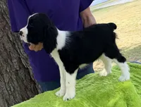 Neo, a male English Springer Spaniel for sale in Connelly Springs, NC – 5 of 5