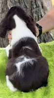 Alex, a male English Springer Spaniel for sale in Connelly Springs, NC – 4 of 5