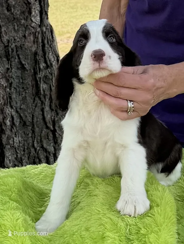 Alex – English Springer Spaniel puppy for sale in Connelly Springs, NC