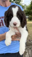 Alex, a male English Springer Spaniel for sale in Connelly Springs, NC – 5 of 5