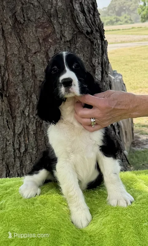 Neo – English Springer Spaniel puppy for sale in Connelly Springs, NC