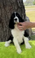 Neo, a male English Springer Spaniel for sale in Connelly Springs, NC – 1 of 5
