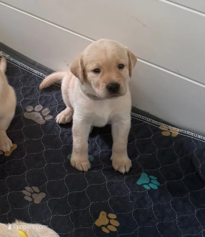 Blue – Labrador Retriever puppy for sale in Fort Mill, SC