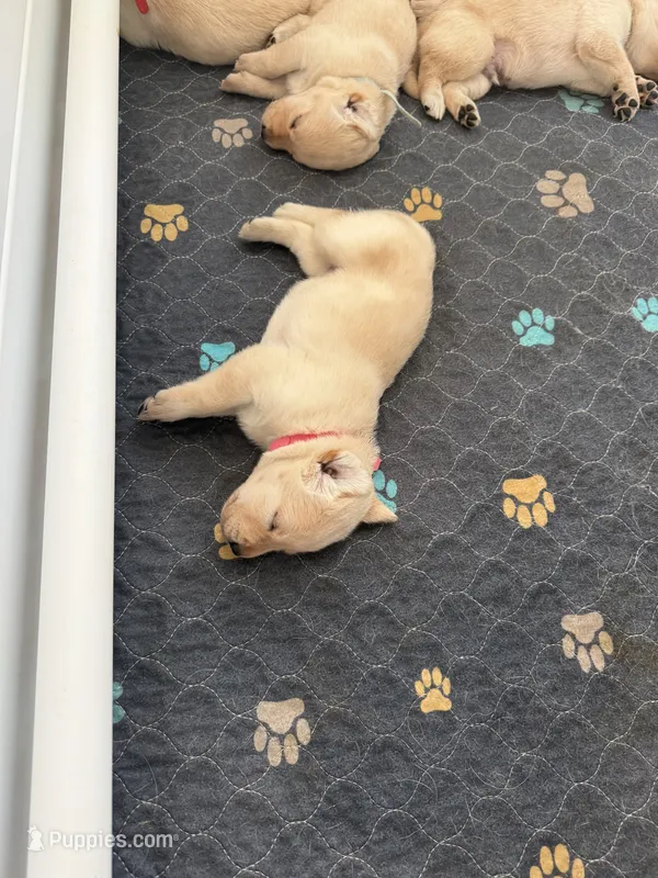 Pink – Labrador Retriever puppy for sale in Fort Mill, SC