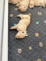 Pink, a female Labrador Retriever for sale in Fort Mill, SC – 1 of 1