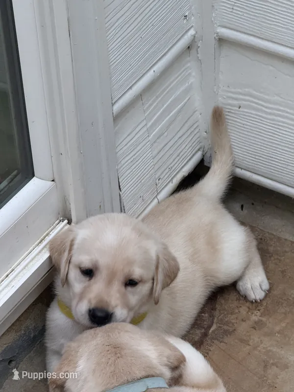 Yellow – Labrador Retriever puppy for sale in Fort Mill, SC