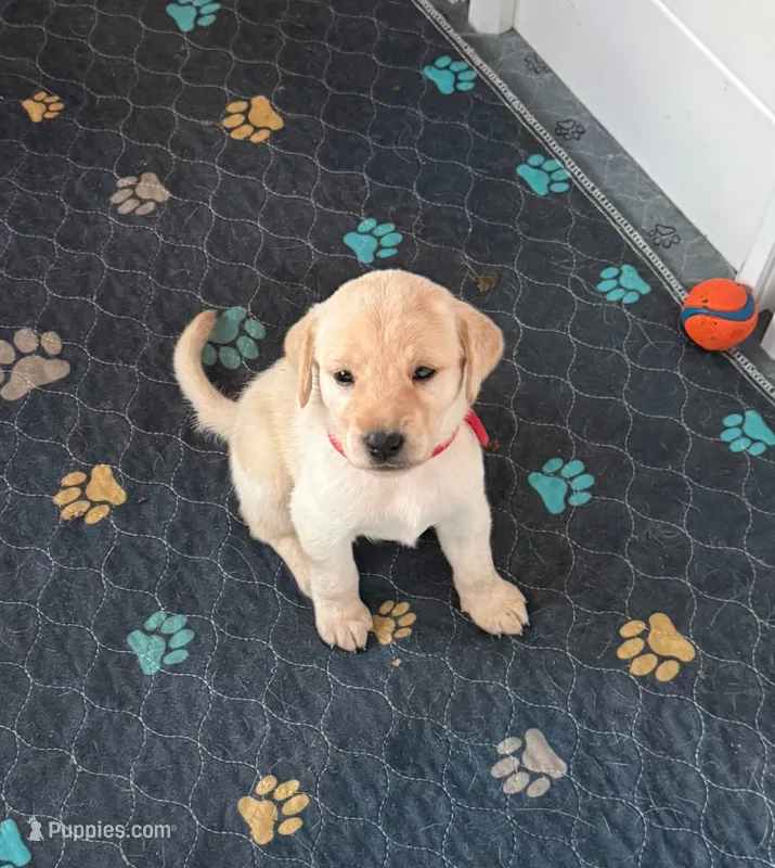 Red – Labrador Retriever puppy for sale in Fort Mill, SC