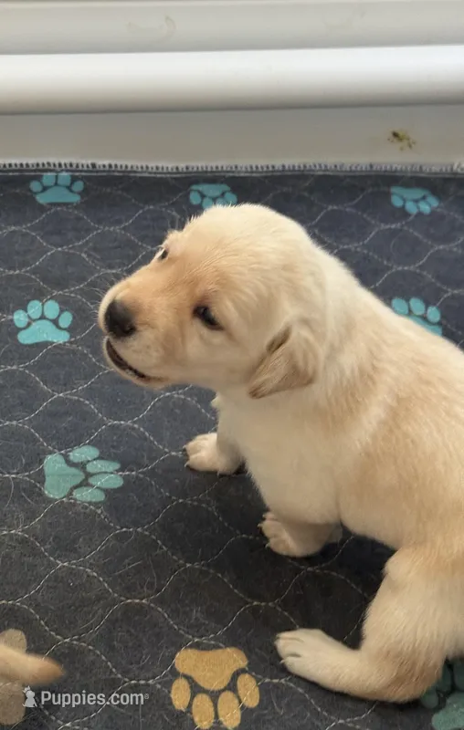 Red – Labrador Retriever puppy for sale in Fort Mill, SC