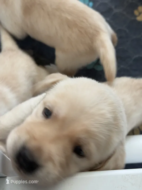 Blue – Labrador Retriever puppy for sale in Fort Mill, SC