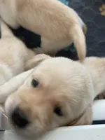 Blue, a female Labrador Retriever for sale in Fort Mill, SC – 1 of 1